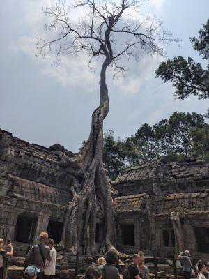 A tree growing at the tomb raider temple